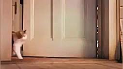 دوستی جوجه و گربه (فیلم تبلیغا...