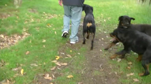 AMAZING ROTTWEILER KENNEL HARD...