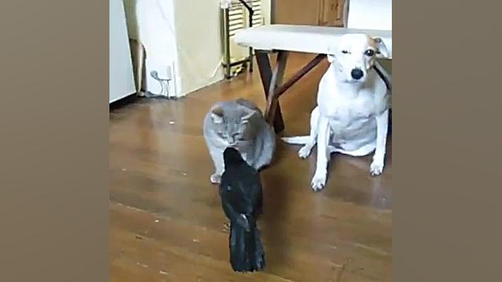 دوستی مرغ عشق وگربه