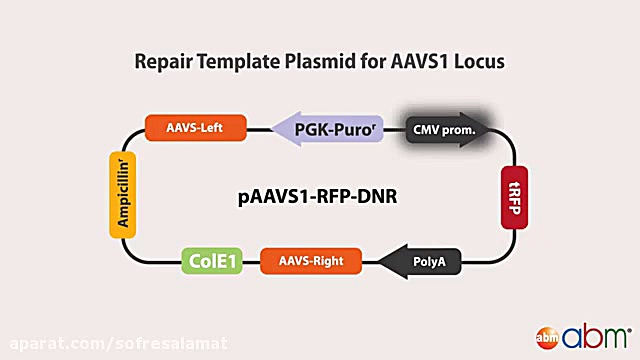 کریسپر؛ انجام آزمایشات ناک این