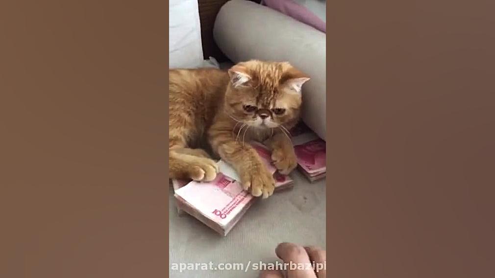 گربه پول پرست شهربازی www.iepm...