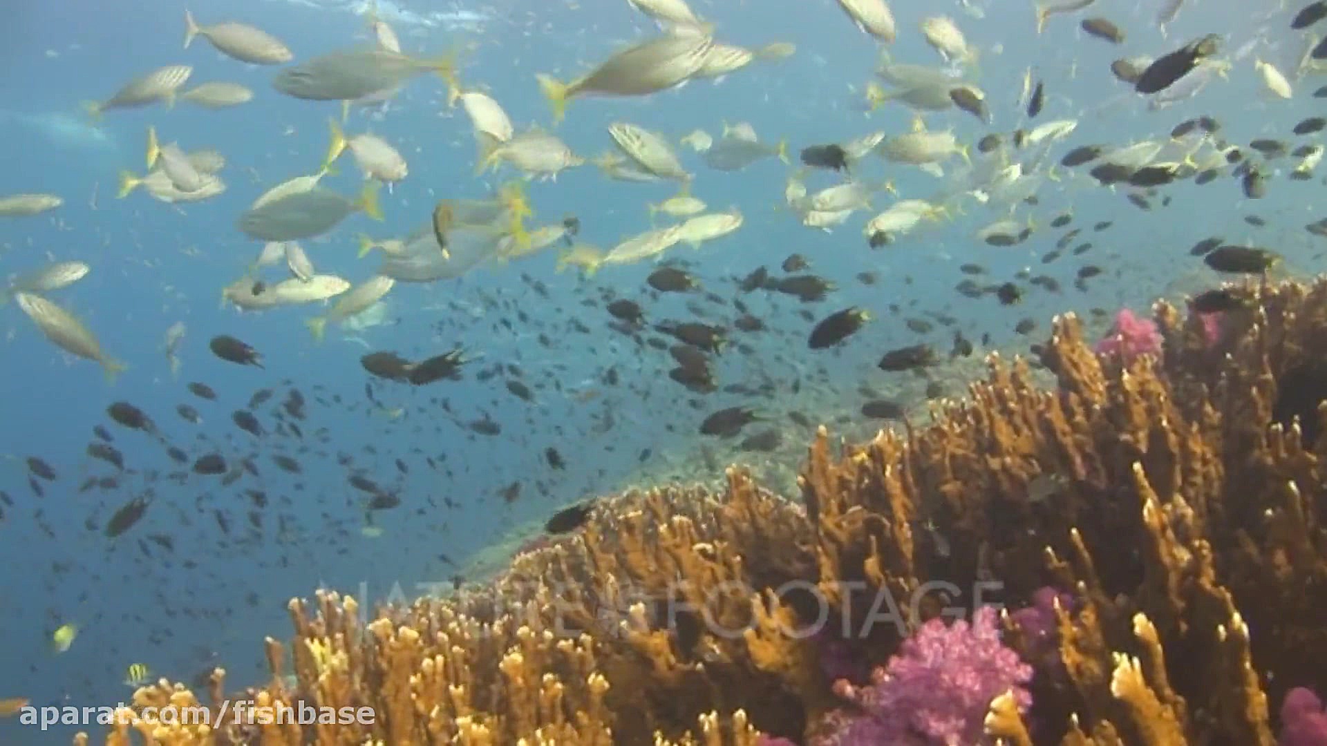 ماهی گیش گوش‌سیاه