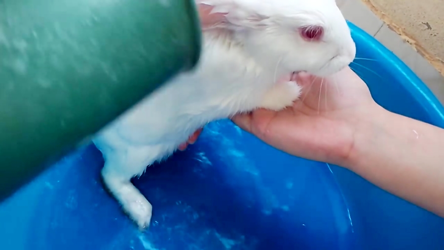 چگونه خرگوش را حمام کنیم