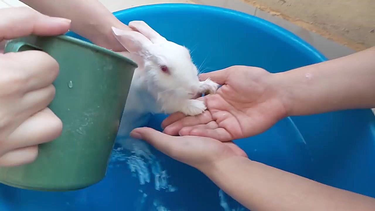 چگونه خرگوش را حمام کنیم