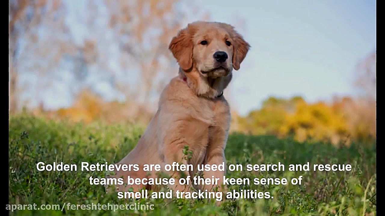 گلدن رتریور : هر آنچه که باید...