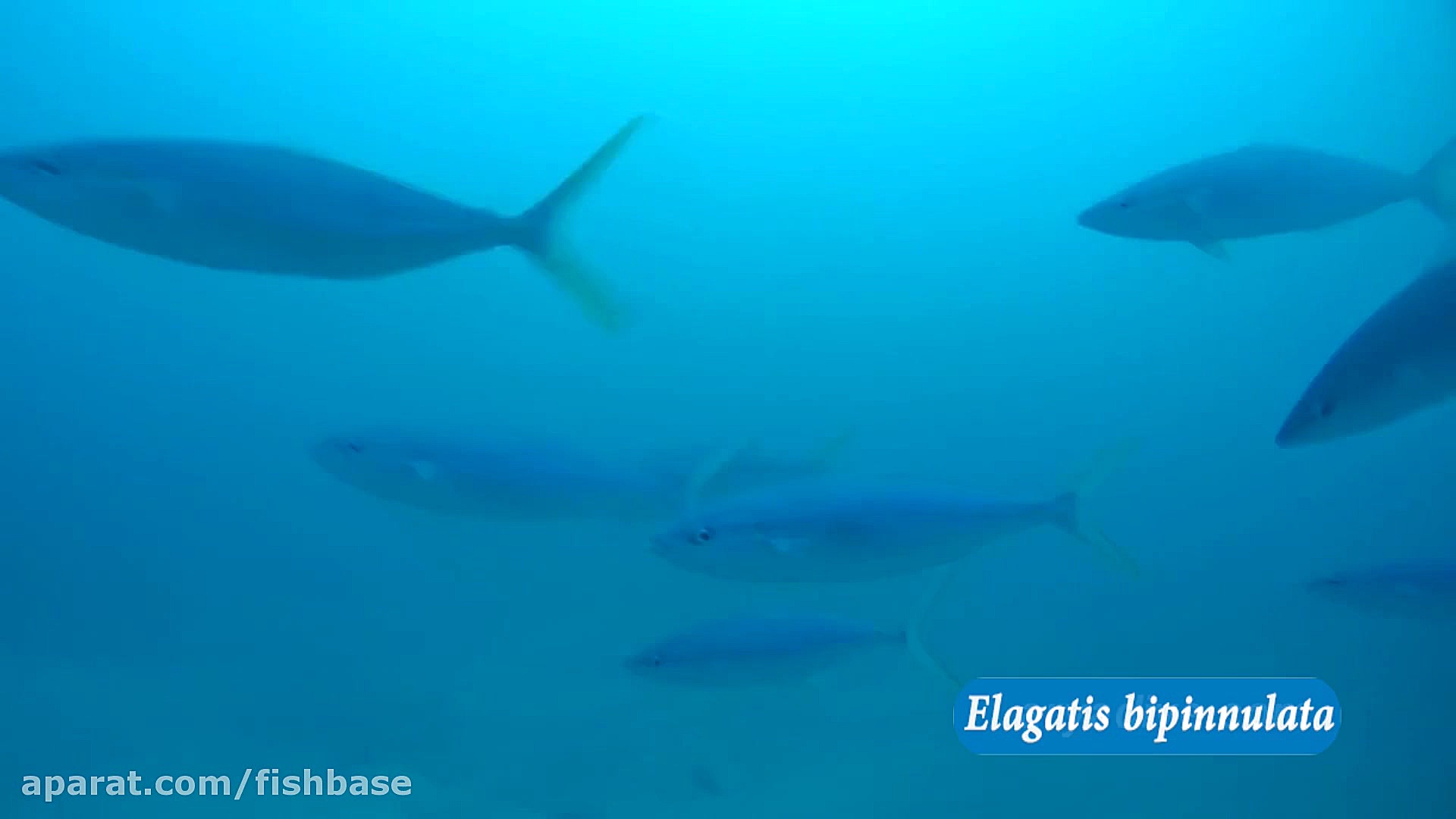 ماهی گیش رنگین کمانی