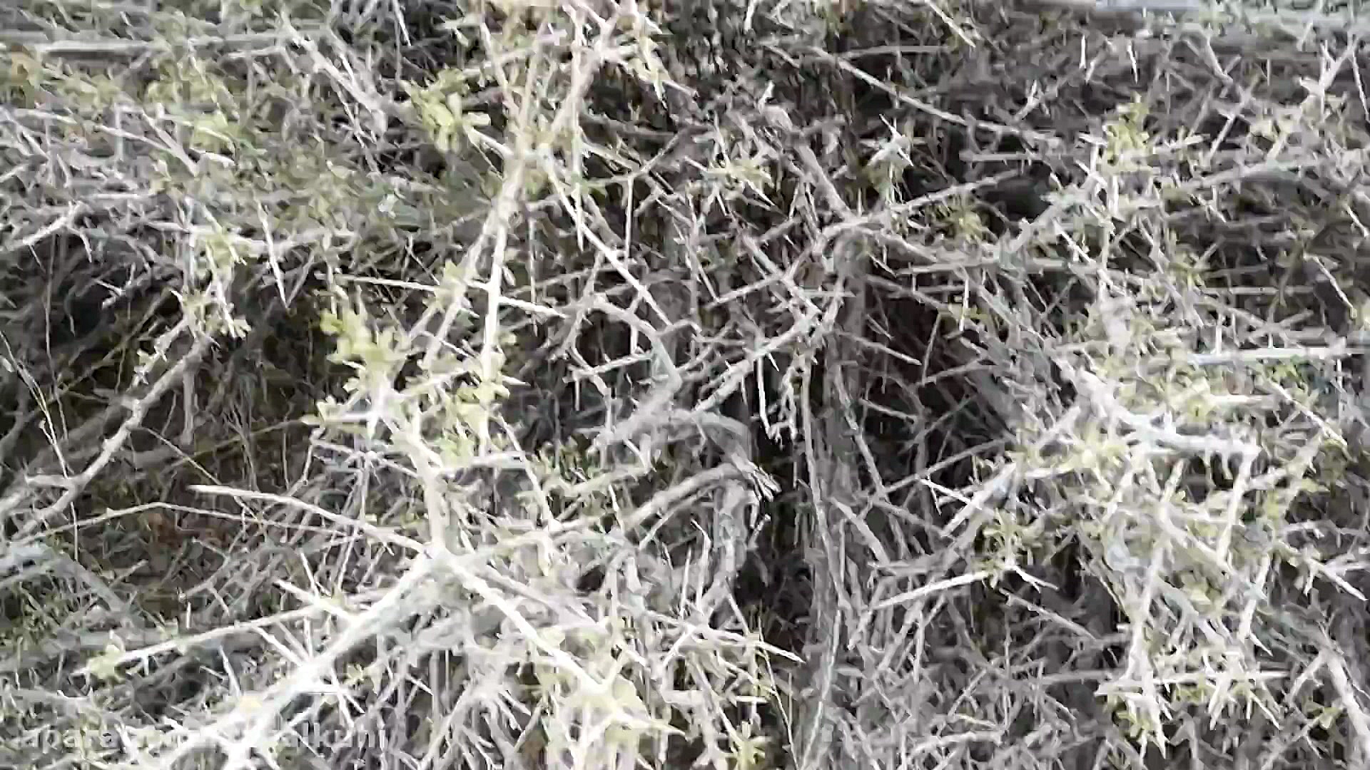 عسل کوهی طبیعی ،فیلم مستند جست...