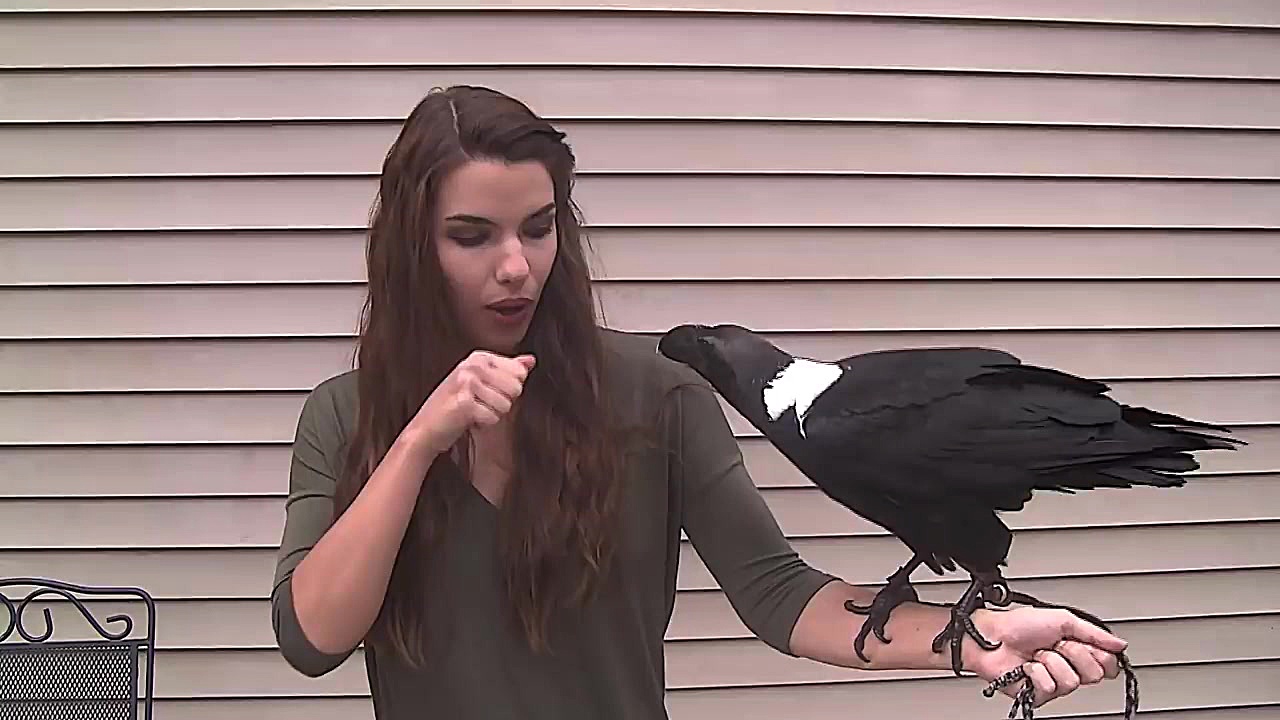 وقتی کلاغ سیاه حرف می زند!