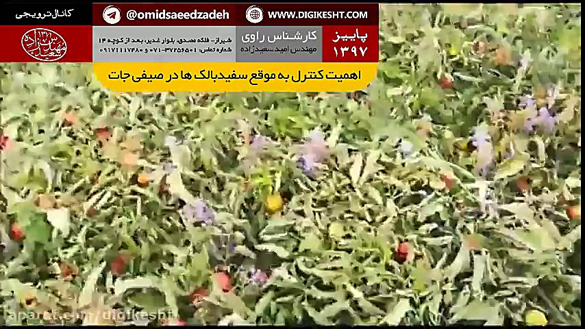 اهمیت تشخیص و مبارزه به موقع ب...