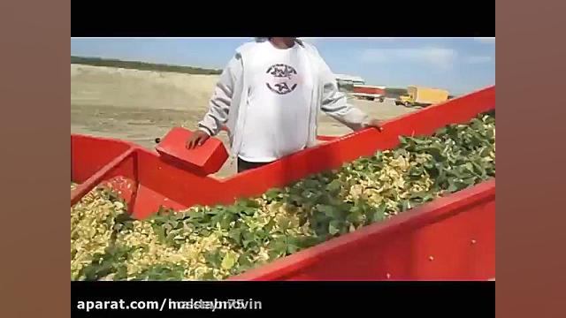 پسته چینی در آمریکا  کرمون شاپ