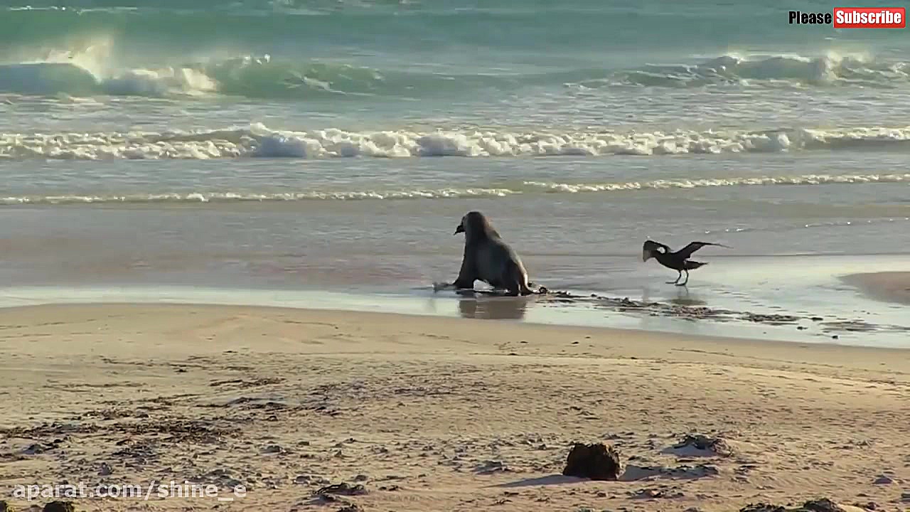 شکار پنگوئن