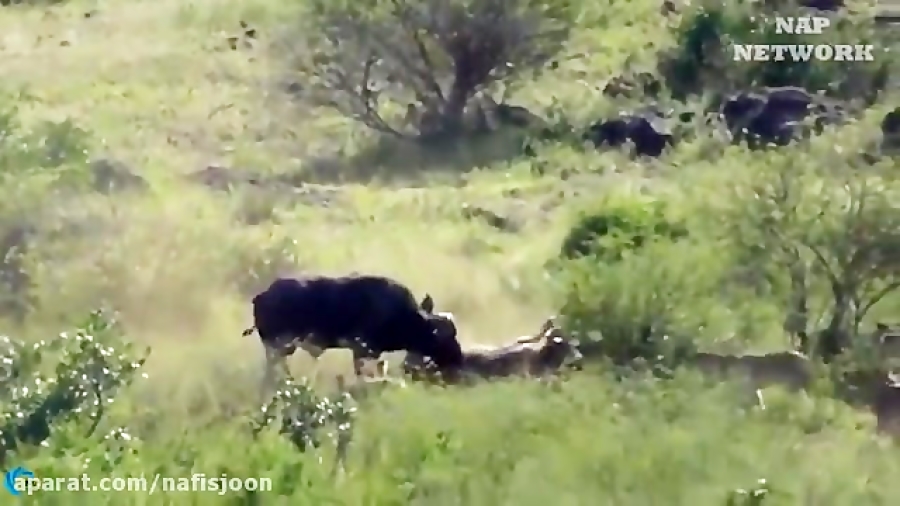 شکار حیوانات در حیات وحش