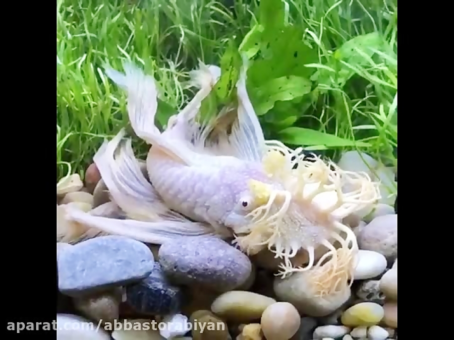 bristlenose-catfish