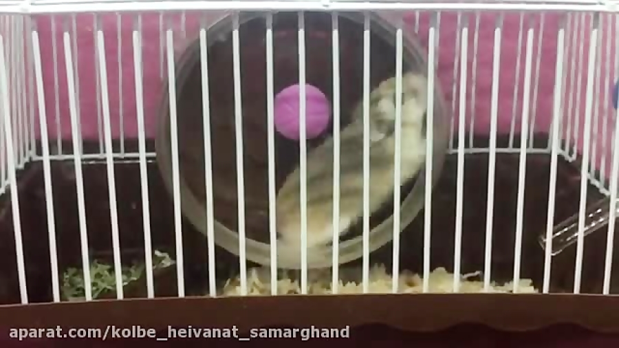 چرخ و فلك بازي كردن همستر روبر...