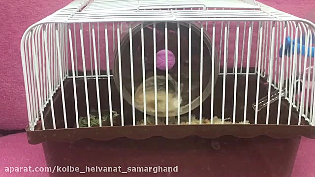 چرخ و فلك بازي كردن همستر روبر...