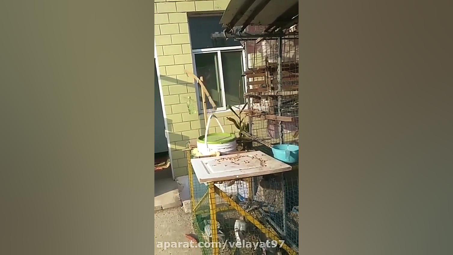 شکار حرفه ای کبوتر