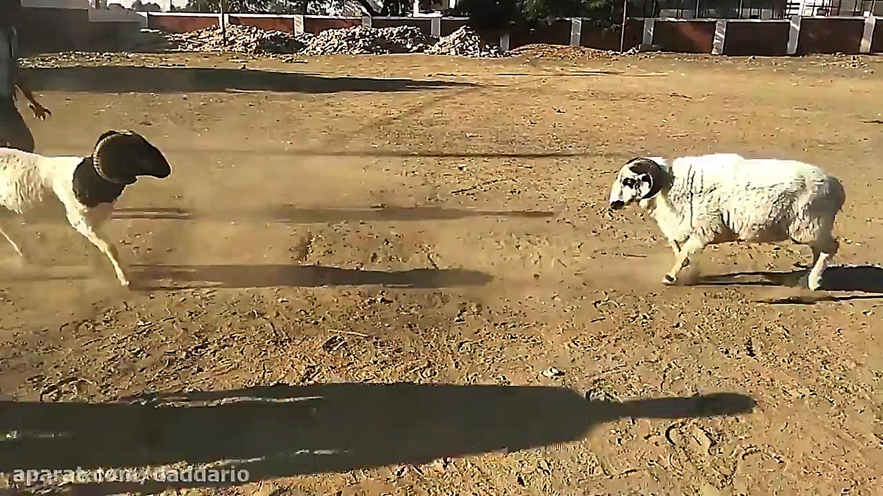 نبرد شدید و وحشیانه بزها با یک...