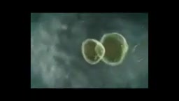 رشد جنین از ابتدا تا بدو تولد