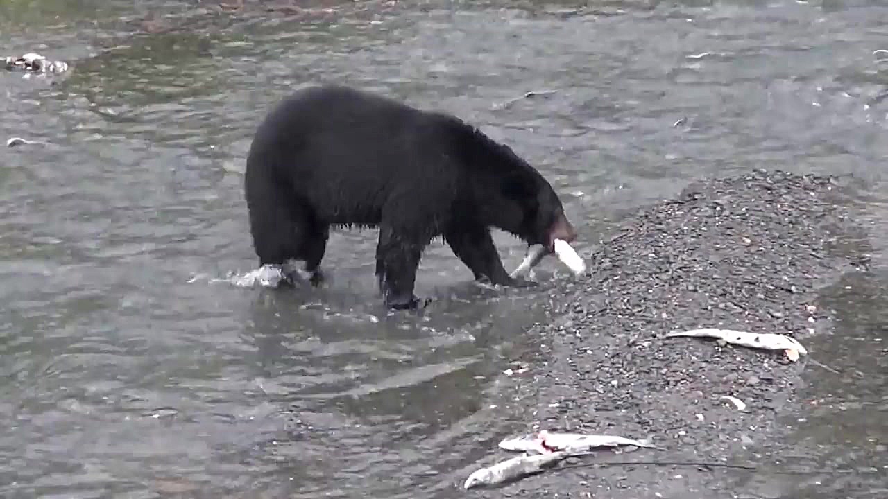 شکار ماهی توسط بچه خرس های سیا...