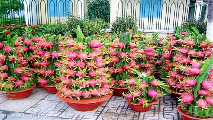 مزارع دراگون فروت