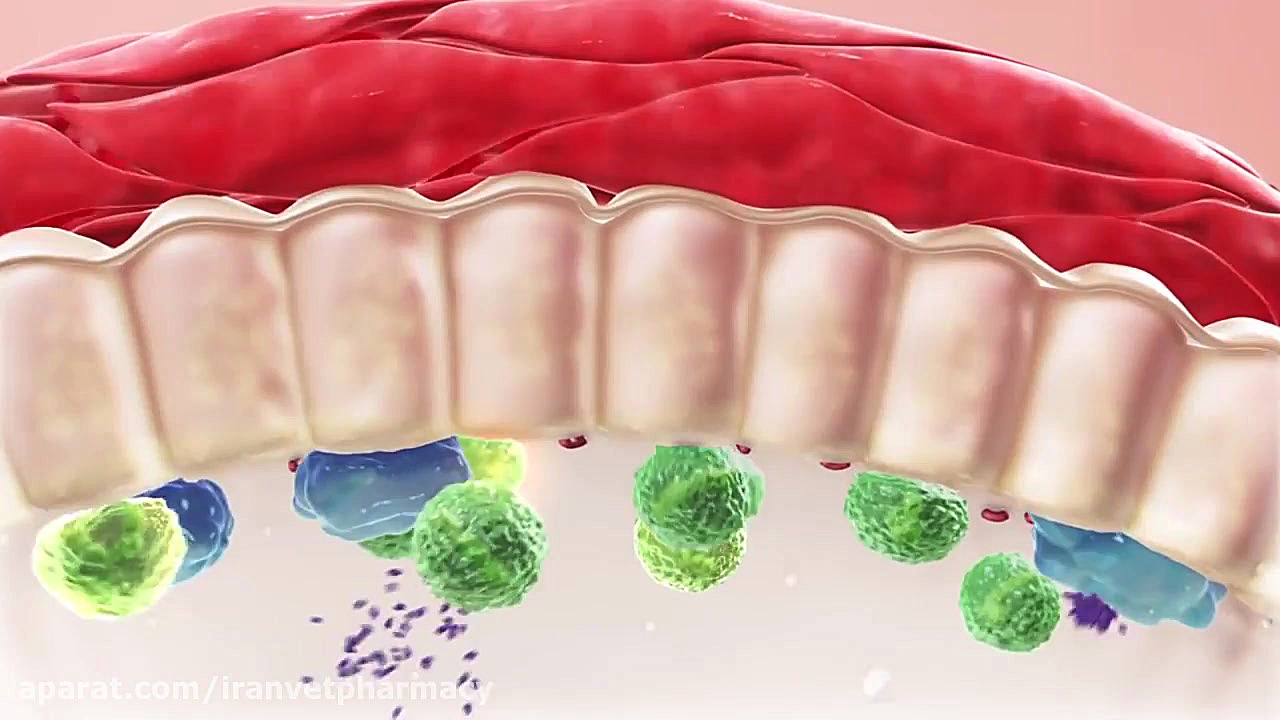 همه چیز در مورد ورم پستان گاو