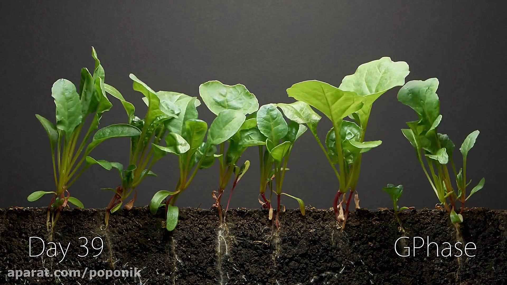 تایم لپس رشد 40 روزه گیاه اسفن...