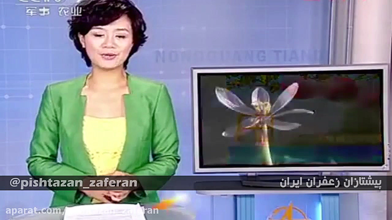 کشت زعفران گلخانه ای در چین  ش...