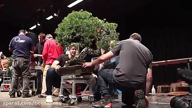 هرس و سیم بندی درخت بونسای جون...