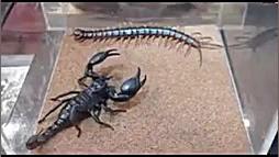 مبارزه عقرب و هزار پا دراک 101