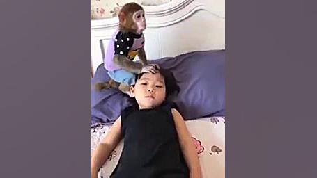 دوستی میمون وکودک