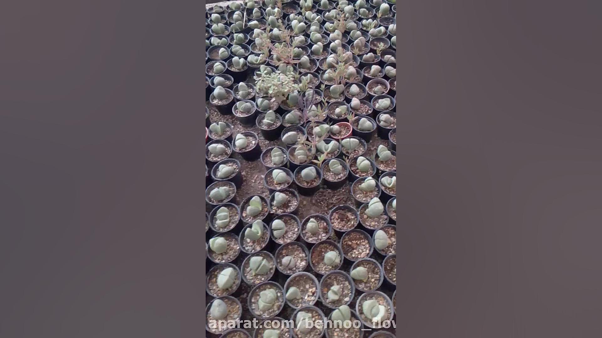 گلخانه کاکتوس فروشگاه اینترنتی...