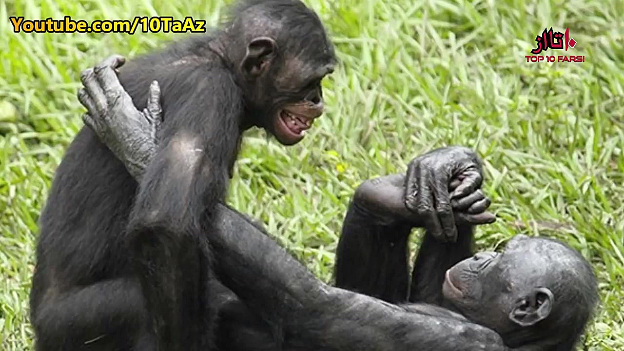 ۱۵ عادت عجیب و غریب جفت گیری د...