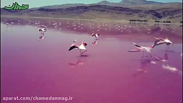 پرواز فلامینگوها بر فراز دریاچ...