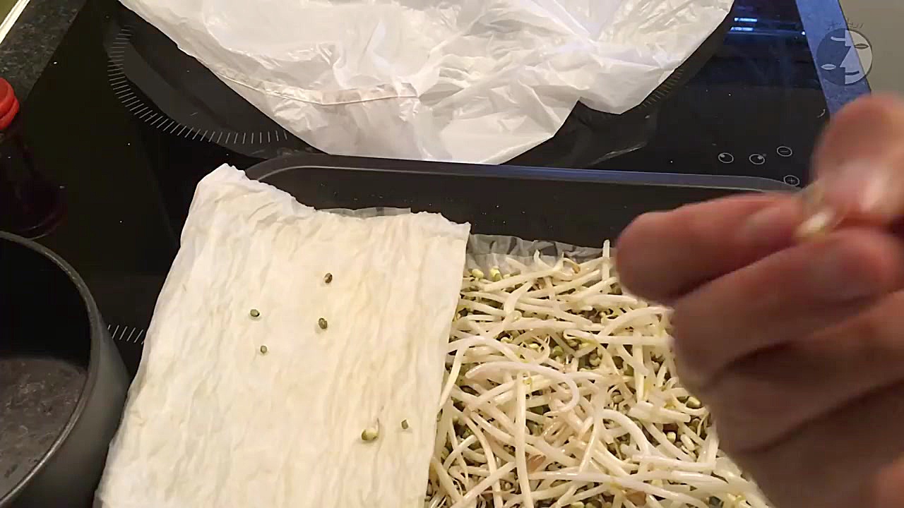 آموزش درست کردن جوانه ماش