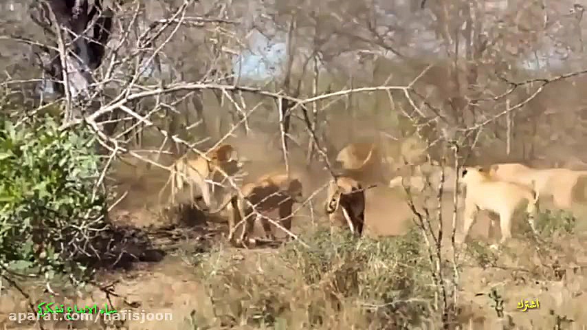 زخمی شدن مرگبار شیرها در شکار