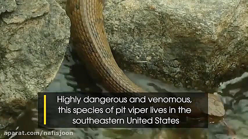 شکار دیدنی ماهی توسط مار