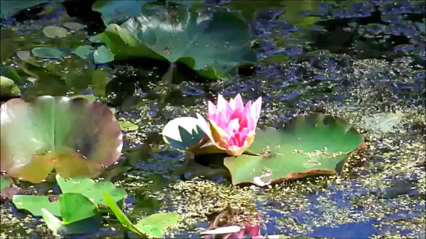 82 سورۀ مبـارکۀ اِنفطار، با تر...