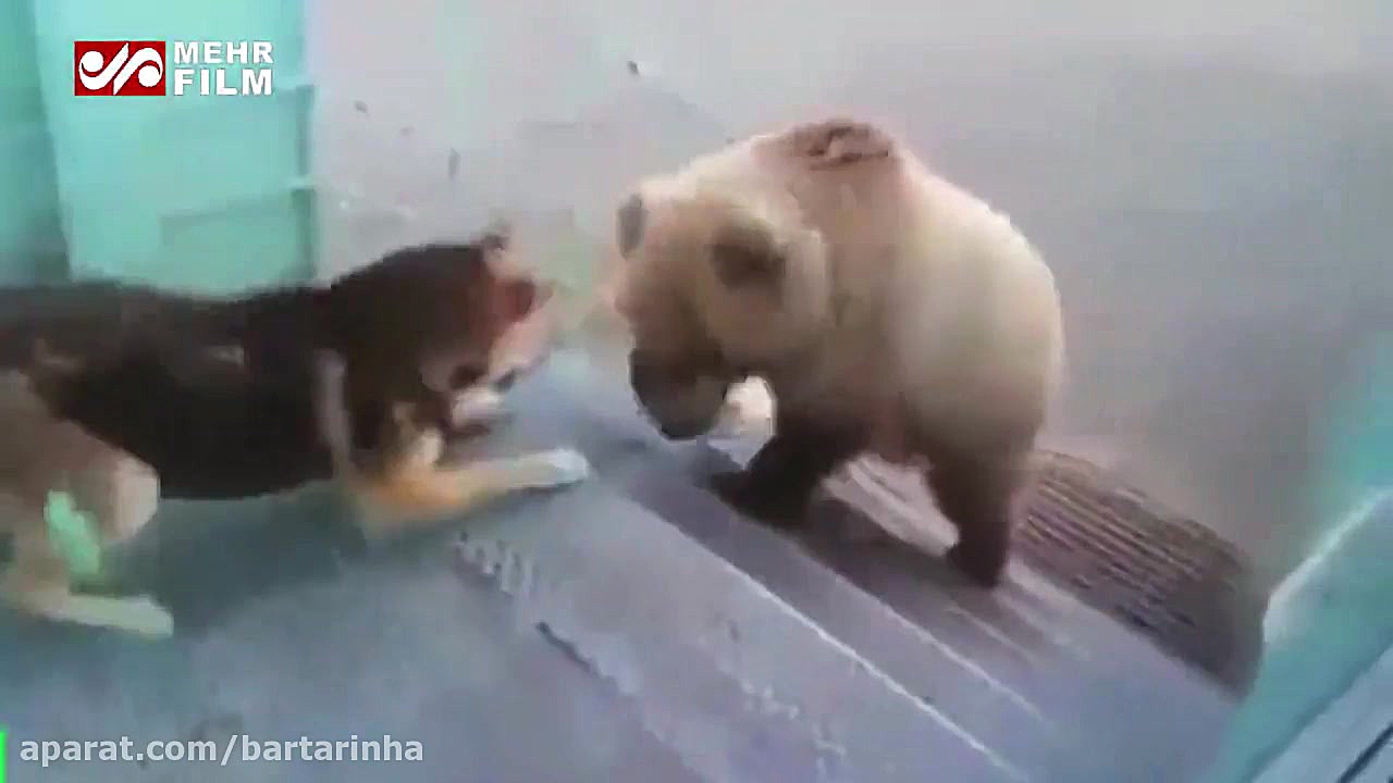 تصاویری جالب از دوستی خرس وحشی...
