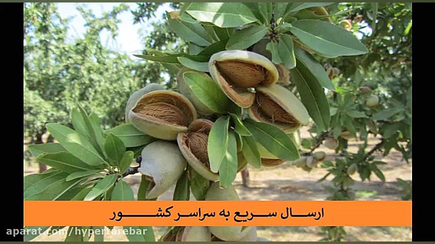 فروش ارقام نهال بادام دیرگل و...
