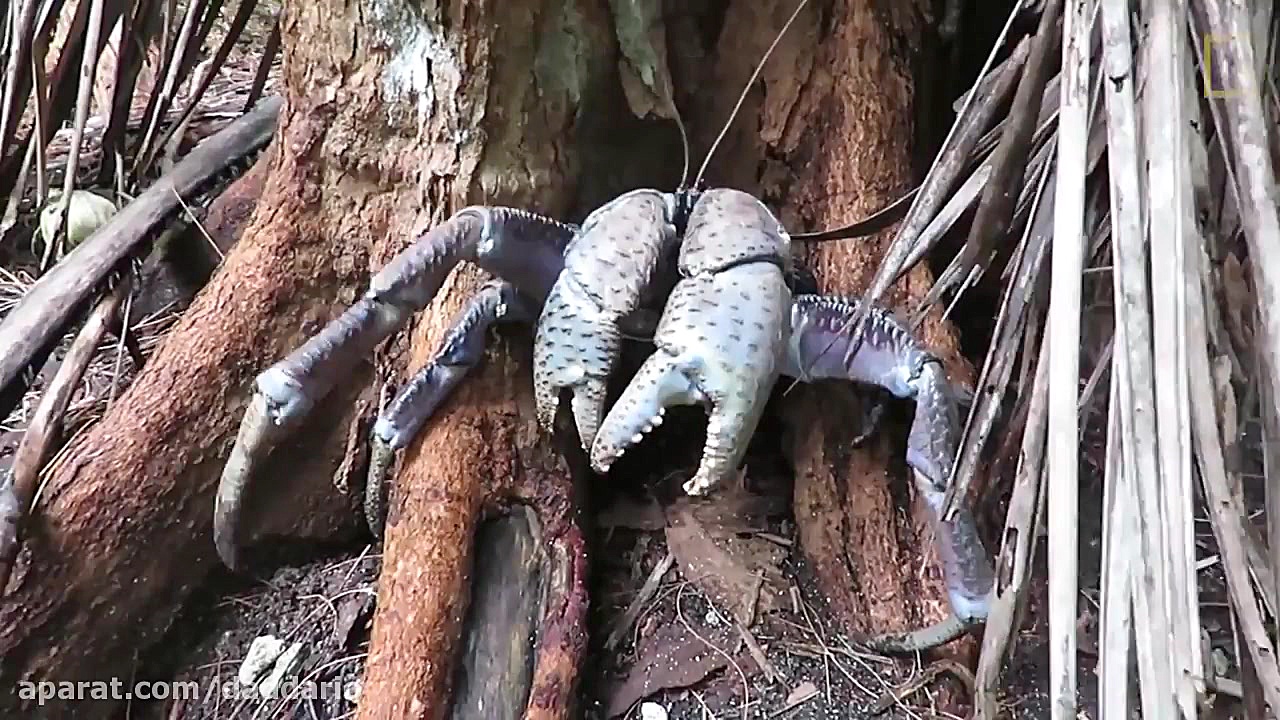 شکار پرنده توسط خرچنگ غول پیکر