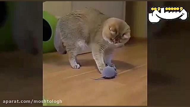 موش و گربه مدرن