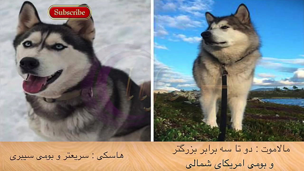 حیوانات مشابه اما متفاوت