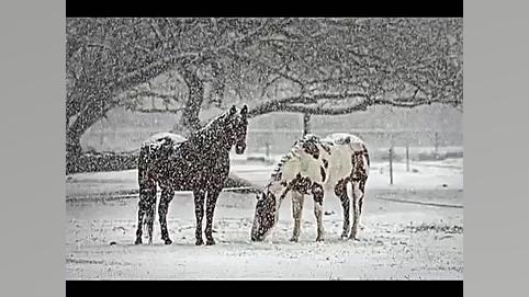 چه موقع برف می بارد  فرق برف و...