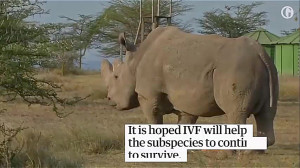 مرگ آخرین کرگدن سفید