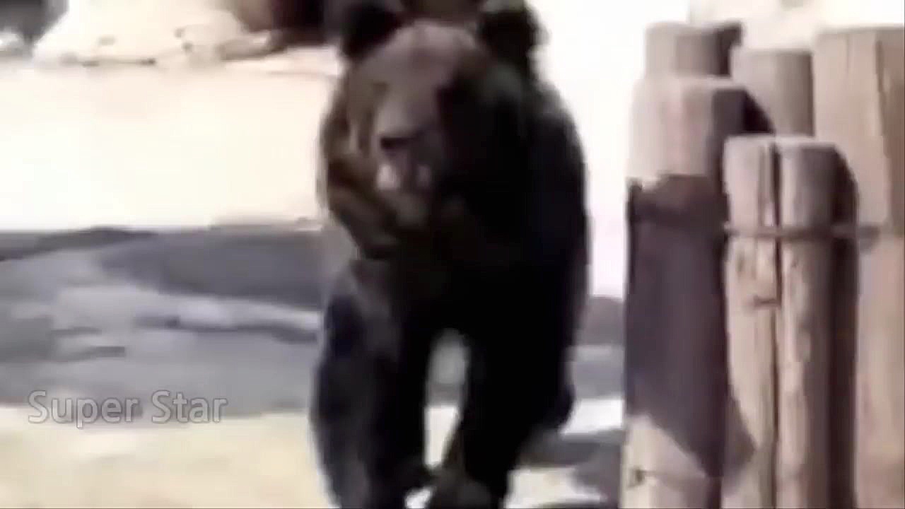 تقابل های خطرناک شیر و کروکودی...