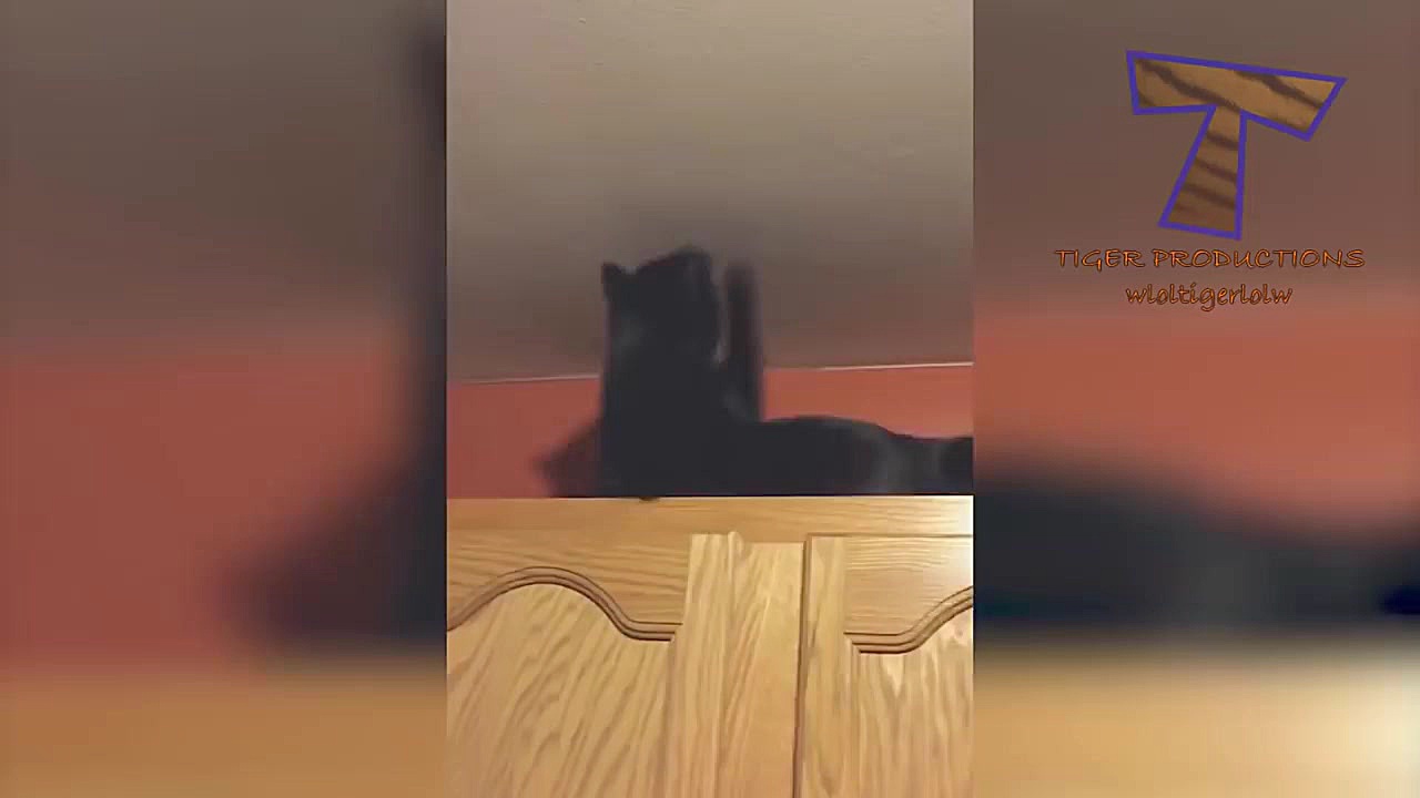 جدیدترین گلچین خنده دار کارهای...