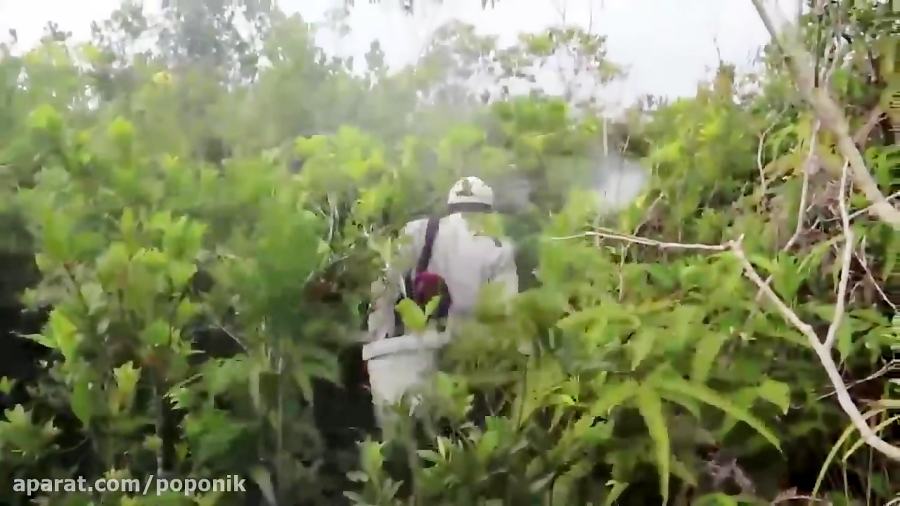 برداشت کندو وحشی زنبور عسل