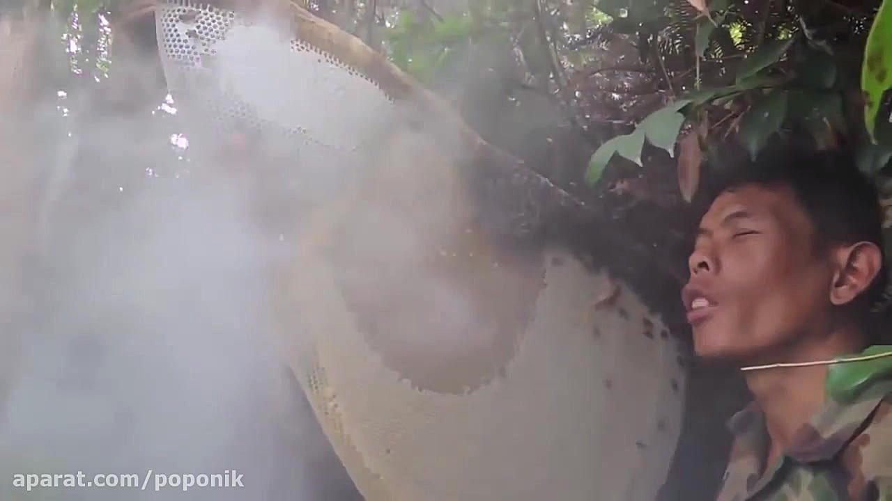 برداشت کندو وحشی زنبور عسل