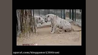 حیات وحش یا راز بقا ترسناک ۱۸