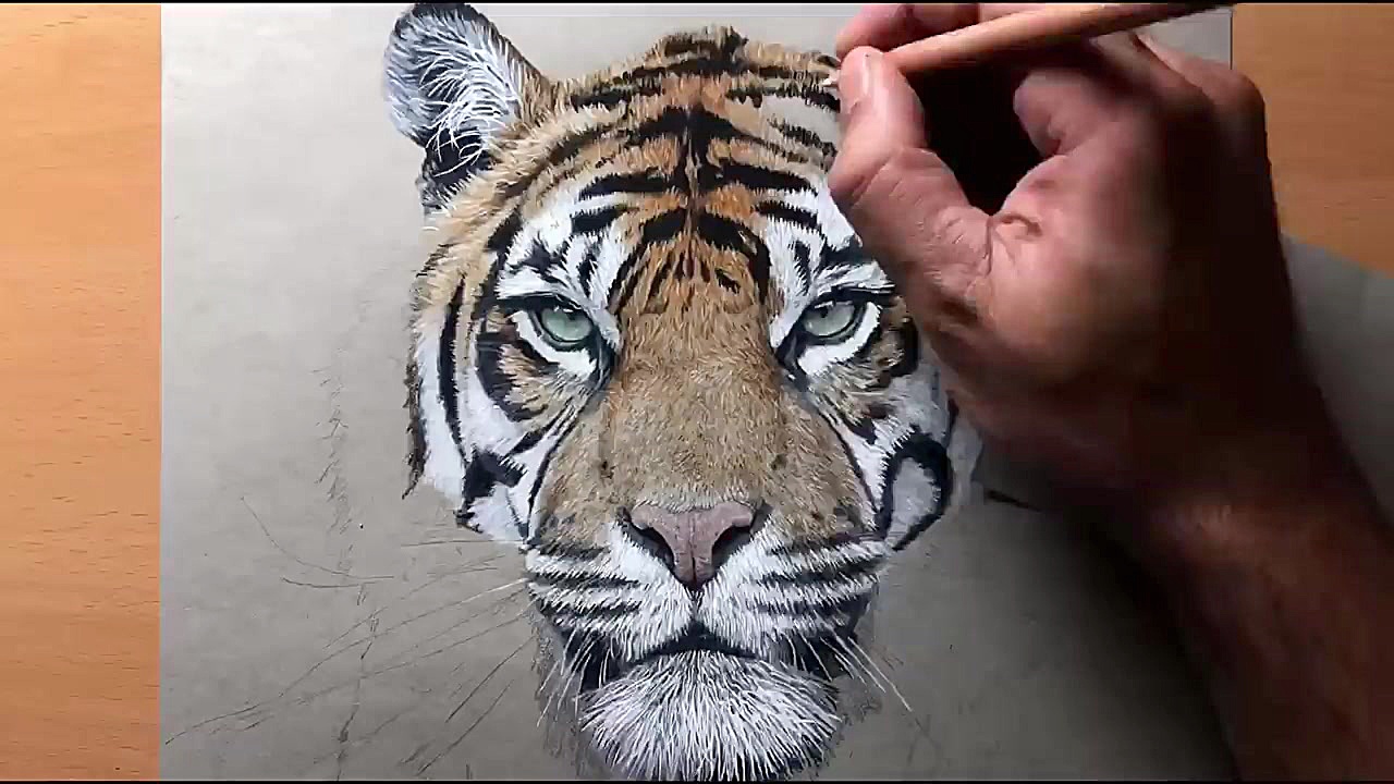 Drawing a Sumatran Tiger (Kirana) - Timelapse | Artology